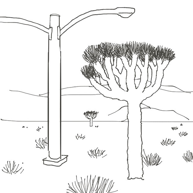 drawing of joshua tree