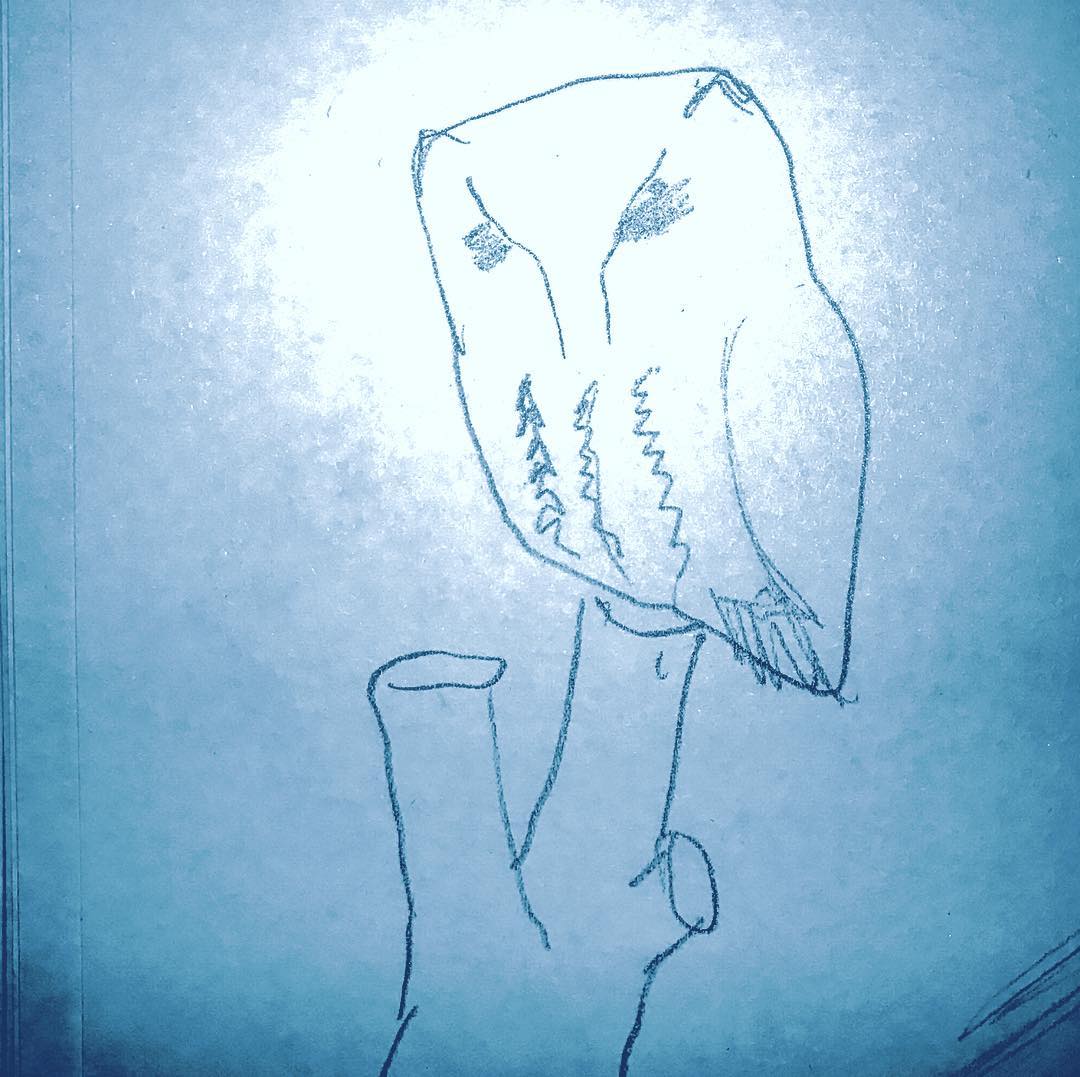 drawing of screech owl